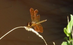 Perithemis tenera