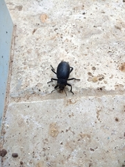 Carabus impressus