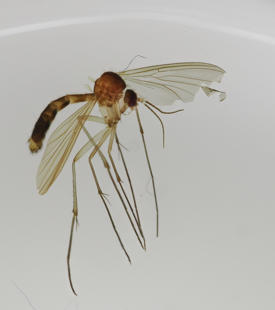 Exechiopsis indecisa
