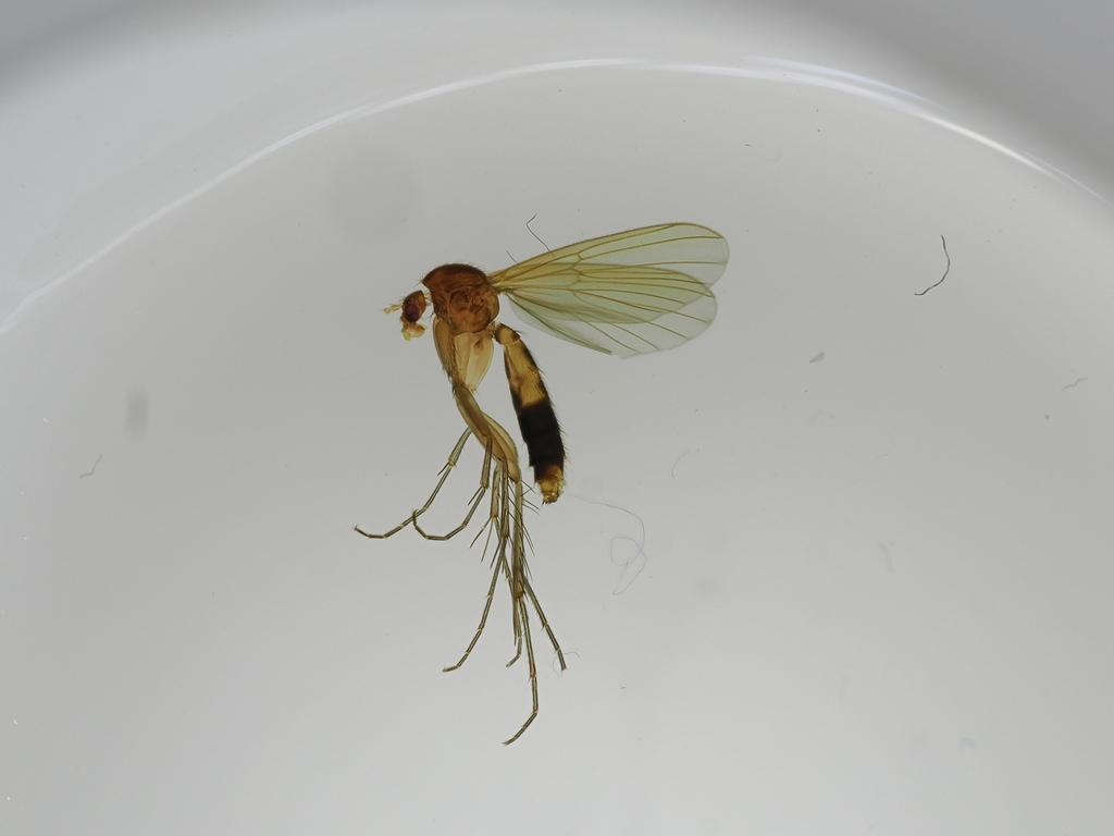 Mycetophila fungorum