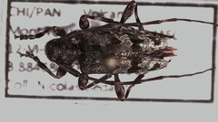 Neoeutrypanus decorus