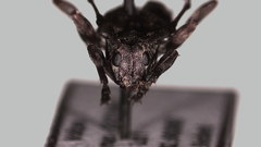 Neoeutrypanus decorus