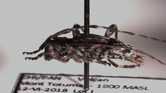 Neoeutrypanus decorus