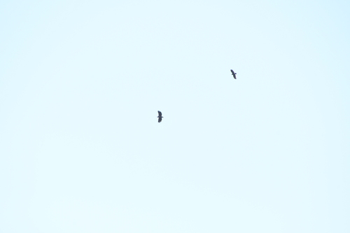 Haliaeetus albicilla albicilla