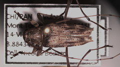 Anisopodus scriptipennis