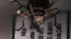 Anisopodus scriptipennis