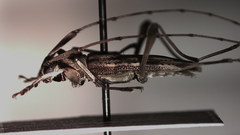 Anisopodus scriptipennis