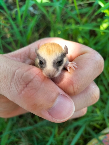 Eurasian Forest Dormouse