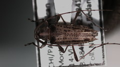 Anisopodus scriptipennis