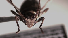 Anisopodus scriptipennis
