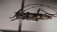 Anisopodus scriptipennis