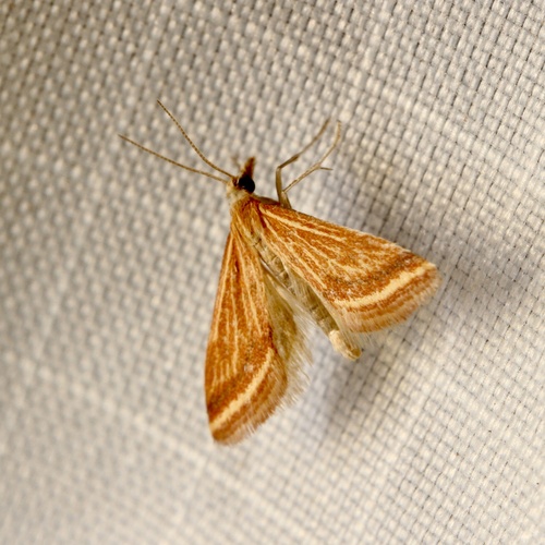 Yellow-veined Moth photo 6