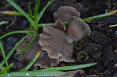 Arrhenia acerosa