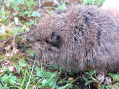 Microtus mexicanus