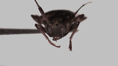 Lepturges navicularis