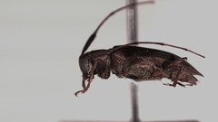 Lepturges navicularis