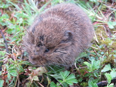 Microtus mexicanus