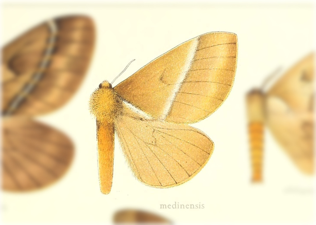 Pseudodirphia medinensis