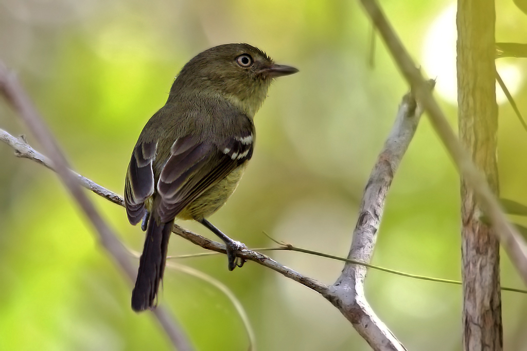 Flat-billed Vireo photo