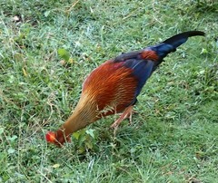 Gallus lafayettii