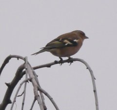 Fringilla coelebs coelebs