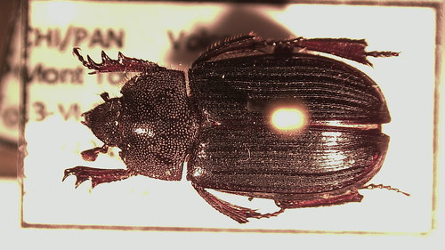 Hybosoridae image