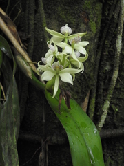 Prosthechea