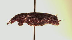 Anaides simplicicollis