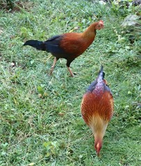 Gallus lafayettii