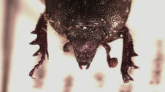 Anaides simplicicollis
