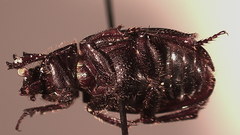 Anaides simplicicollis