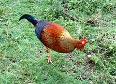 Gallus lafayettii