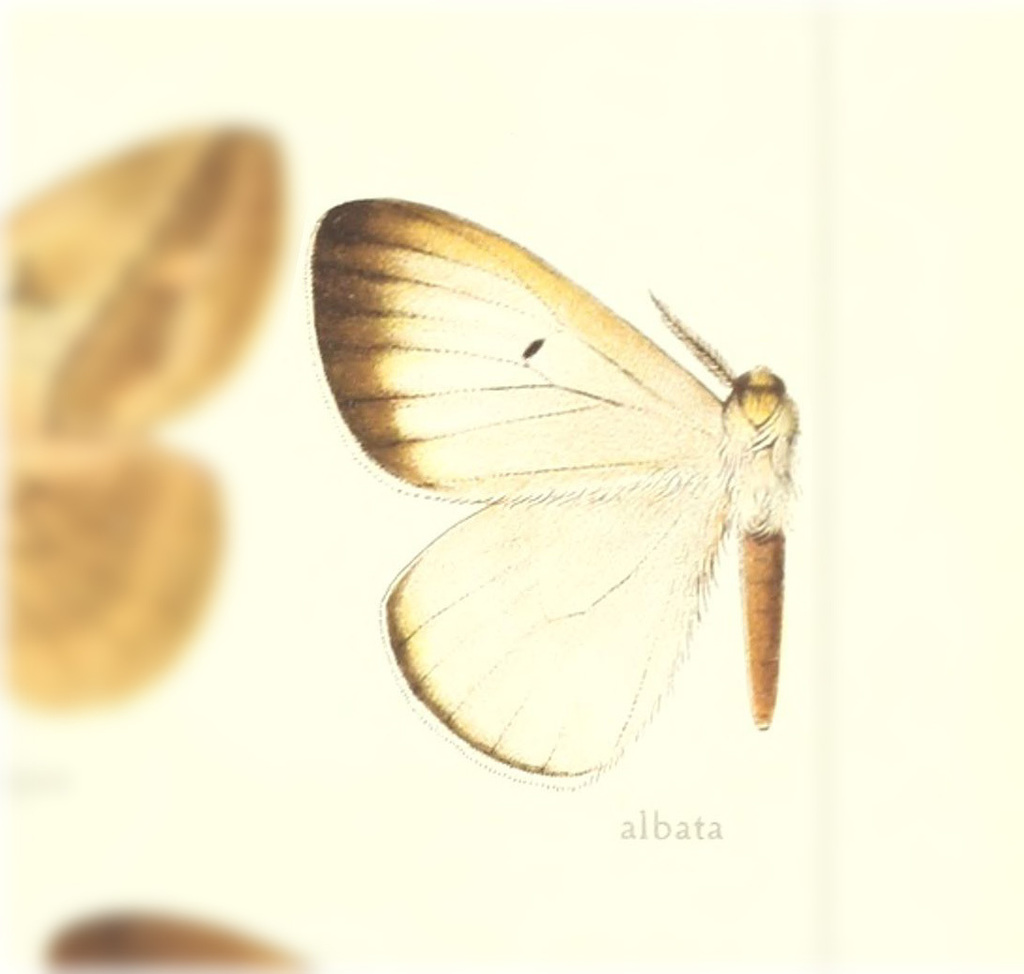 Periphoba albata