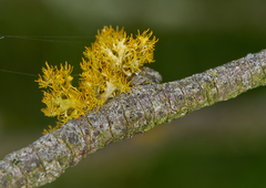 Teloschistes velifer