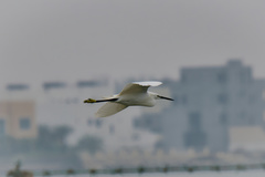 Egretta garzetta