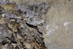 Corylophidae