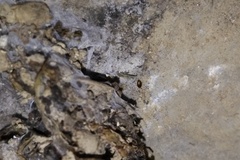 Corylophidae