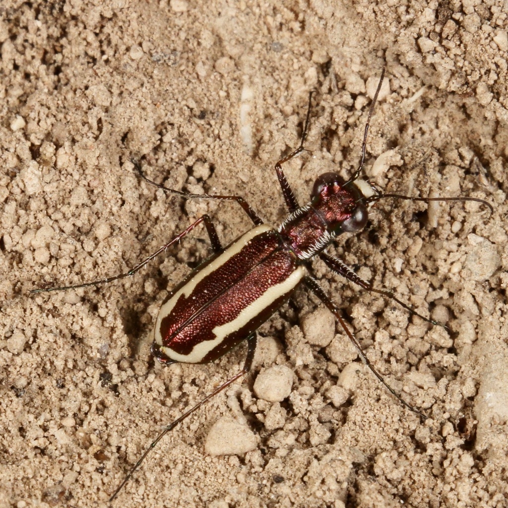 White-striped Tiger Beetle