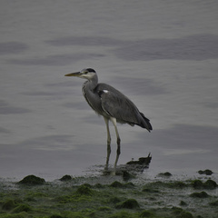 Ardea cinerea