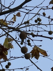 Platanus mexicana