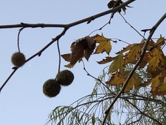 Platanus mexicana