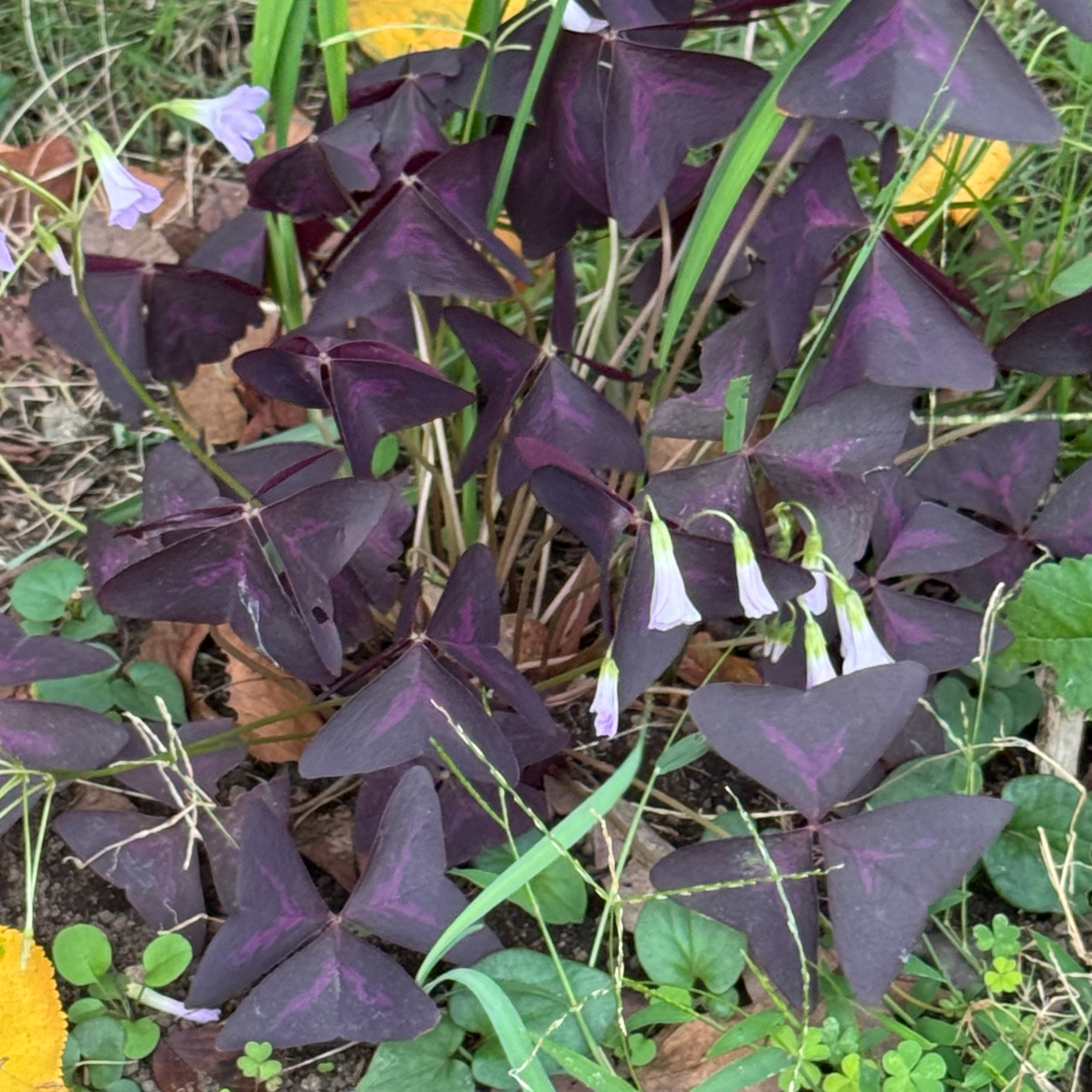 False Shamrock (Oxalis triangularis)