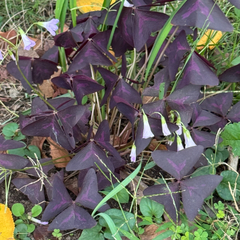 Trèfle D'appartement (Oxalis triangularis)