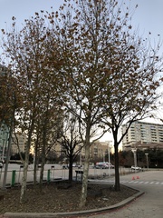 Platanus mexicana