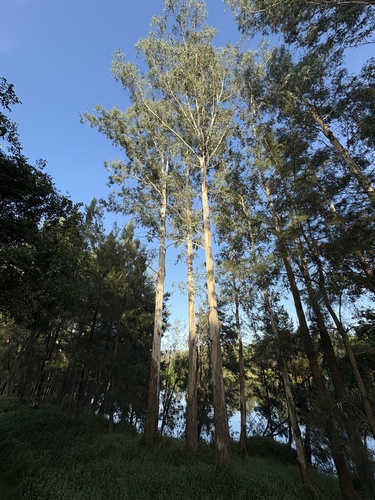Camden White Gum (Eucalyptus benthamii)
