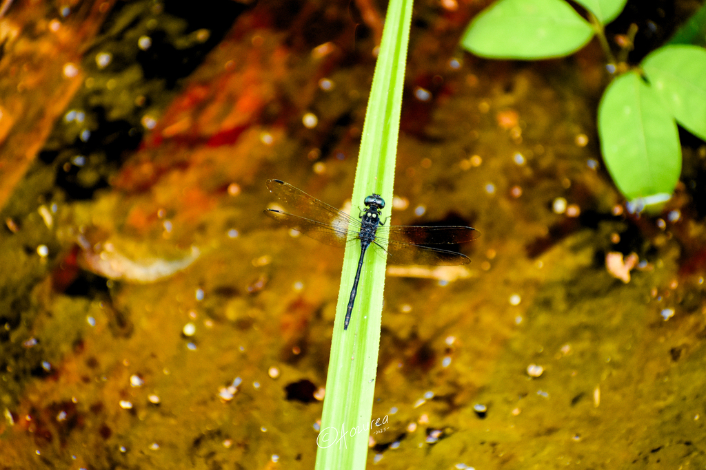 Pornothemis serrata (Pornothemis serrata)