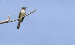 Myiarchus stolidus