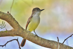 Myiarchus stolidus