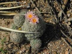 Coryphantha durangensis durangensis