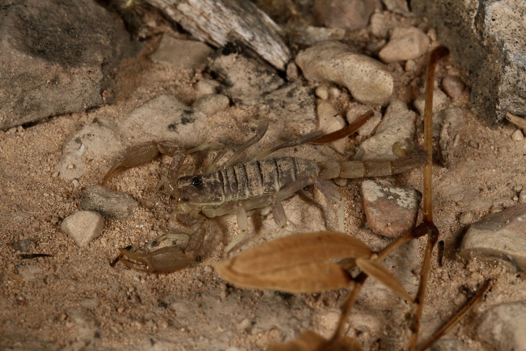 Chihuahuan slendertailed scorpion